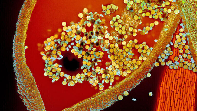 People’s Choice Award
Hebe anther with pollen
Hebe anther with pollen scanned with confocal microscopy, using blue and red lasers. Auto-fluorescence was detected in four different channels, Zeiss 2012 Zen Black and Photoshop was used to enhance the colours. Water mounted sample, magnification 100x.            
Robert Markus & Zsuzsa Markus, University of Nottingham
